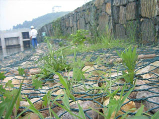 生態格網 生態格網